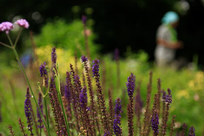 ハーブの花